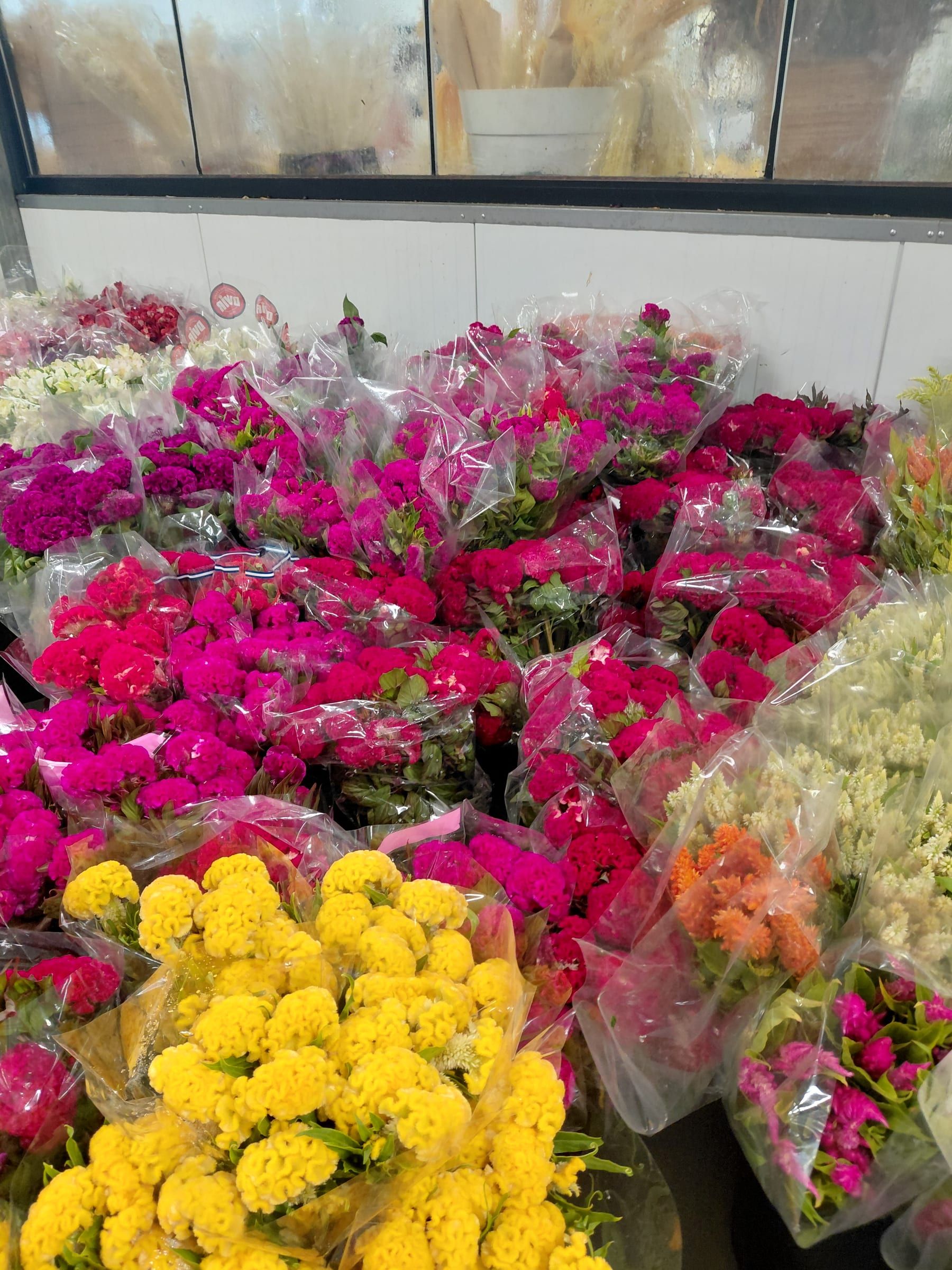 Bunches of celosia in cellophane at a wholesaler: dense magenta and crimson crested heads across most of the frame, with a block of bright yellow at the lower right and paler stock behind.