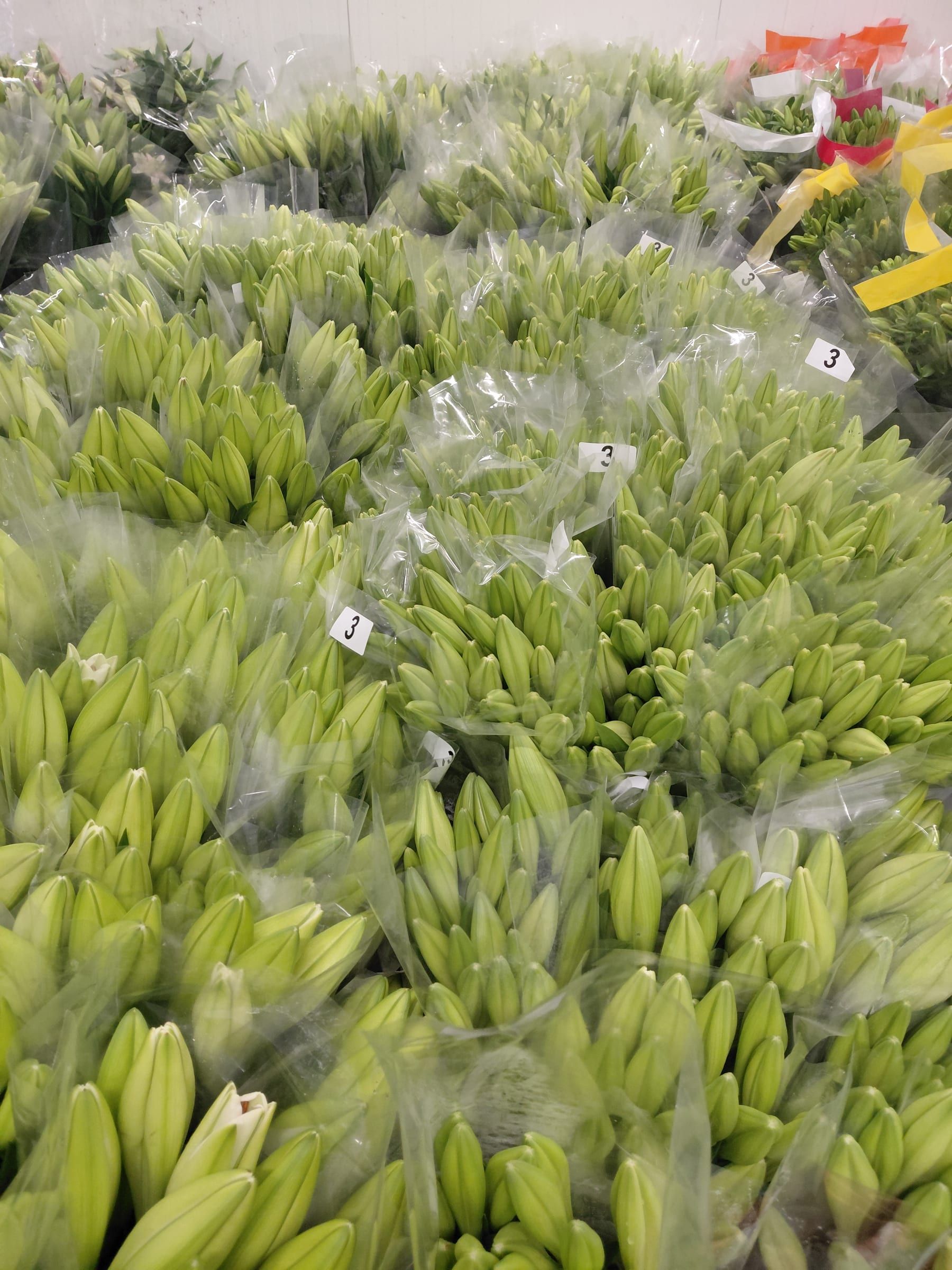 Hundreds of bunches of unopened green lily buds in clear cellophane sleeves, packed upright side by side on a wholesaler's floor, each bunch tagged with a small white label reading 3.