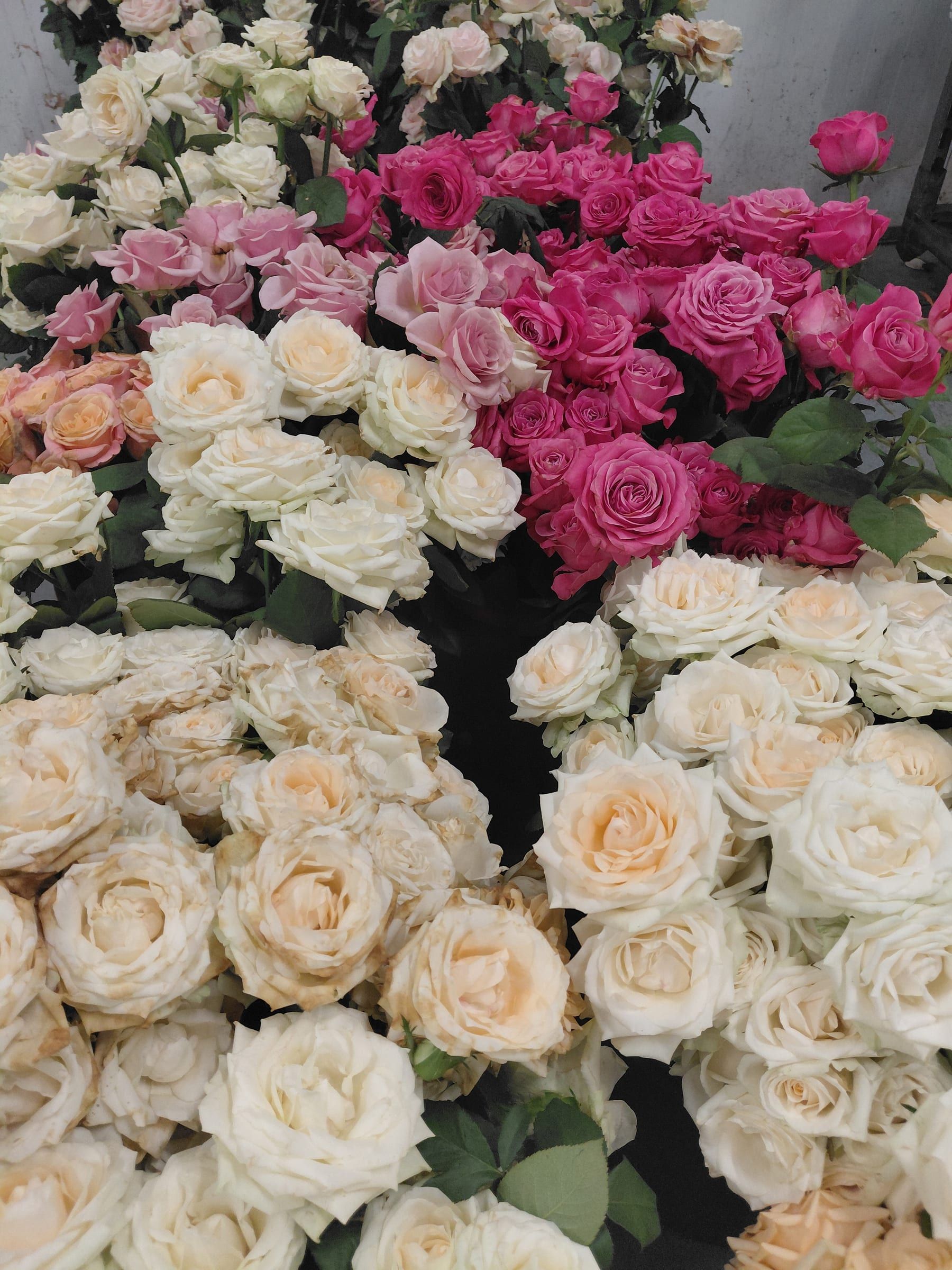 A dense bank of roses at wholesale: magenta and pink spray roses on the left, cream and pale peach garden roses filling the rest of the frame.